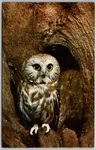 Vintage Saw-whet Owl Nature Press Postcard Smithville Nj Wildlife E-3131 Used. Price: $8.97.